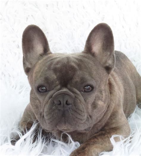 Blue French Bulldog Puppies for Sale - Breeding Blue Frenchies!