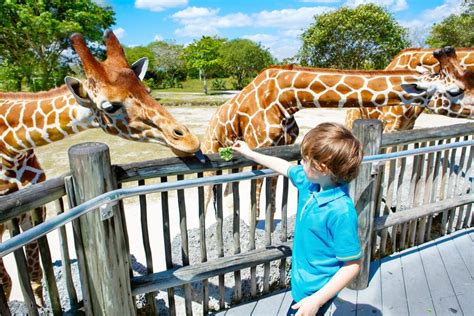 25 Best Zoos in the US to Visit in 2024 - Road Affair