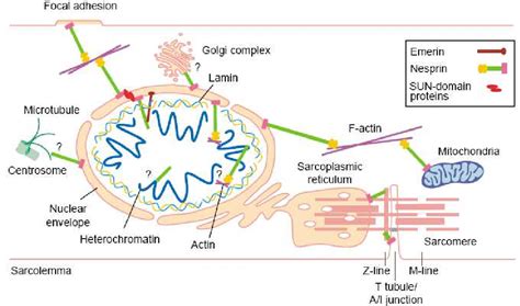 Enveloppe Nucl Aire Et Pathologies