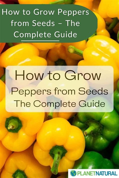 How To Grow Peppers From Seeds The Complete Guide Stuffed Peppers