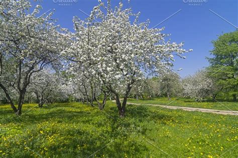 Old Apple Orchard During Flowering Stock Photo Containing Apple Tree