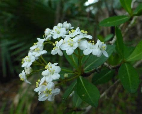 Walters Viburnum Sharons Florida