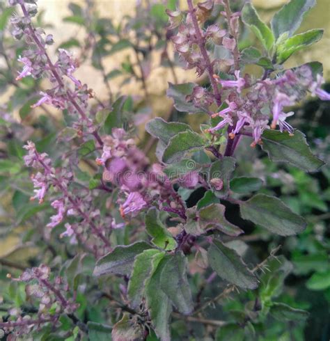 Indian Basil Plant Growing In Garden Flowering Branches Of Herbal