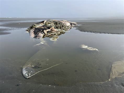 Second dead whale washes up in county in a week | The Daily World