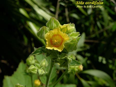 Sida cordifolia - Photos - ISB: Atlas of Florida Plants - ISB: Atlas of ...