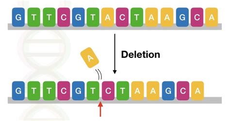 Genetic Mutations Definition Types Causes And Examples Genetic