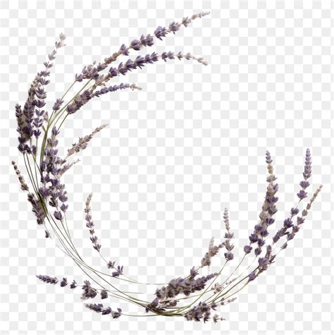 PNG Real Pressed Lavender Flower Free PNG Rawpixel