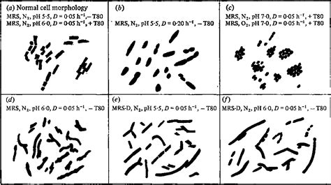 Streptococcus Salivarius Morphology