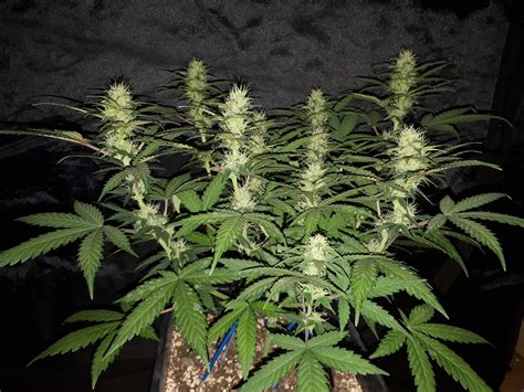 Green House Seeds Super Lemon Haze Auto Grow Journal Week By Weedlife