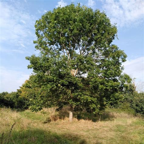 Ash Tree Sheldon Country Park A J Paxton Geograph Britain And Ireland