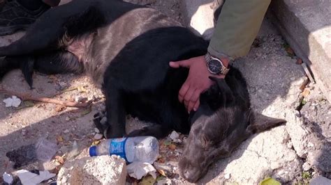 El Conmovedor Video De La Perra Que Espera A Su Dueña Atrapada Entre Los Escombros En Turquía