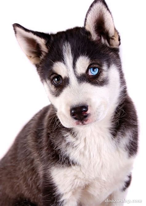 40 Cute Siberian Husky Puppies Pictures Tail And Fur