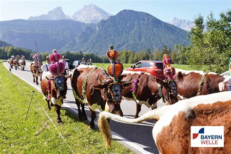 Aa Okt Almabtrieb K Nigssee Bayernwelle Flickr