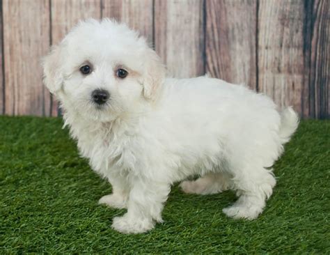 Morkie Dog: Guide to Owning a Maltese Poodle Mix - K9 Web