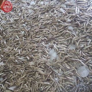 Jual Ikan Teri Segar Ikan Teri Basah Kg Shopee Indonesia