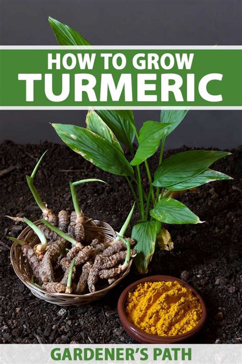 How to Plant and Grow Turmeric | Gardener's Path