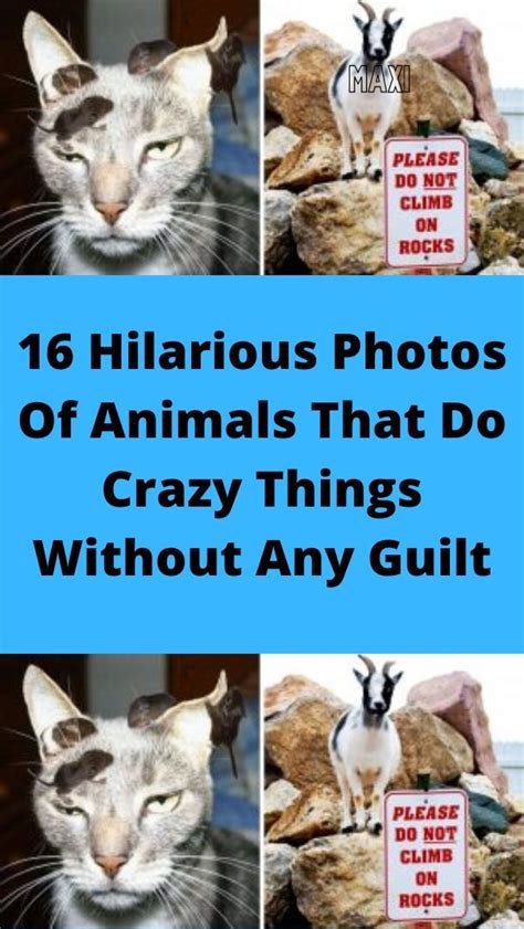 16 Hilarious Photos Of Animals That Do Crazy Things Without Any Guilt