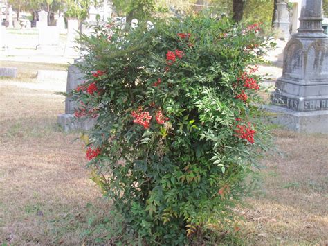 Between The Gate Posts Tombstone Tuesday Nandina Bush In The Cemetery