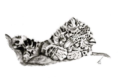 Snow Leopard Cub By Salt25 On Deviantart