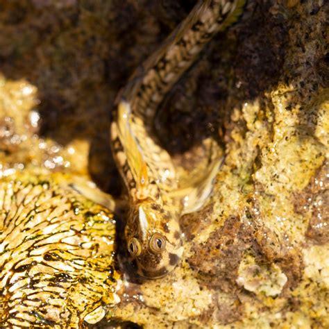 Panamic Barnacle Blenny Fish And Coral Store