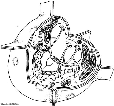 Animal Cells Drawing at GetDrawings | Free download