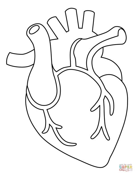 Ausmalbild Anatomisches Herz Ausmalbilder Kostenlos Zum Ausdrucken