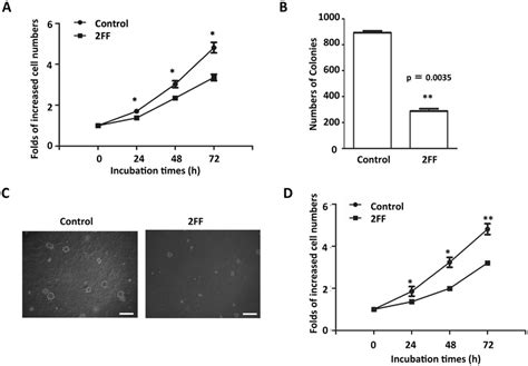 Effects Of 2ff Treatment On Cell Proliferation Hepg2 And Hela Cells