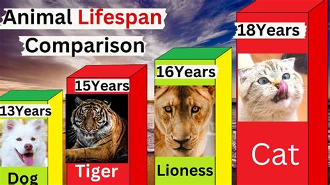 Longest Living Animals The Shortest And Longest Lifespans Of Animals