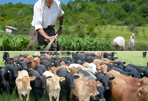 Ganadería Contribuye Más Al Medio Ambiente Que Agricultura Rua