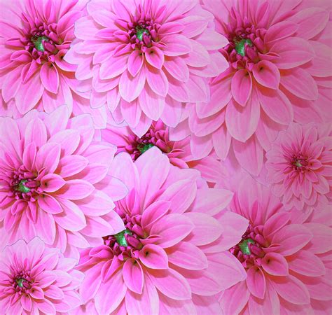 Hot Pink Dahlias Photograph By Johanna Hurmerinta Pixels