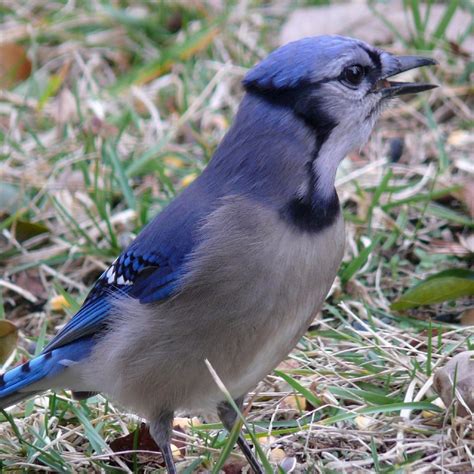 Blue jay bird with bright feathers free image download