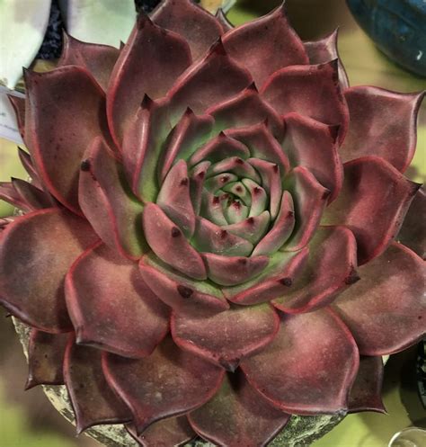 Pinterest Difisher72 Succulents Plants Garden