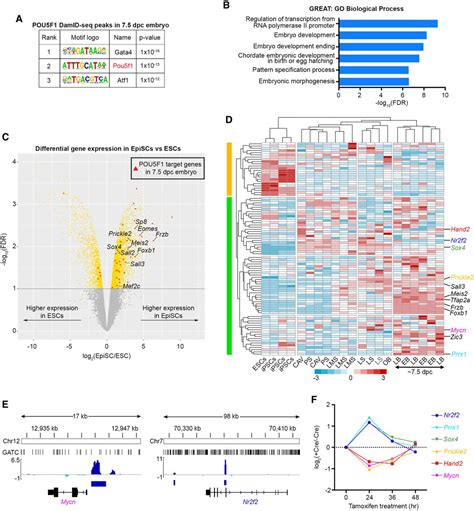 Mapping Transcription Factor Occupancy Using Minimal Numbers Of Cells