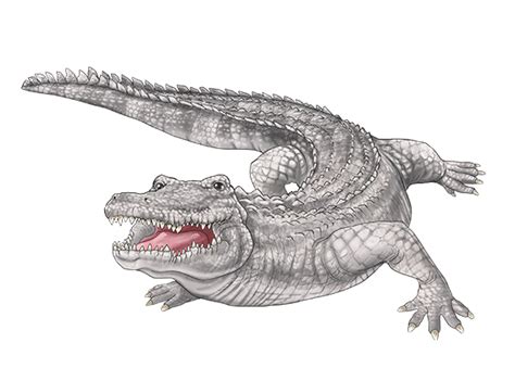 Crocodile Animal Discovery Sbabam