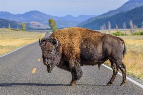 Over 150 Yellowstone Bison Filmed on Park Road as Officials Warn of ...