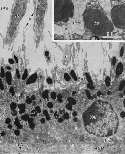 Structure and Function of the Retinal Pigment Epithelium | Ento Key