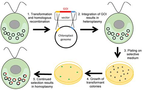 Chlamydomonas Reinhardtii Chloroplast