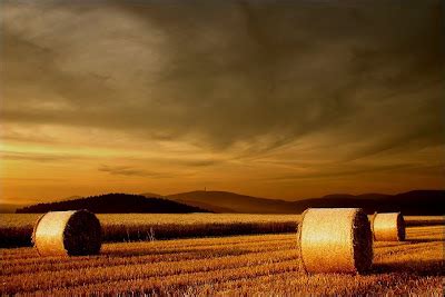 Fresh Pics: Beautiful Corn Field Photography