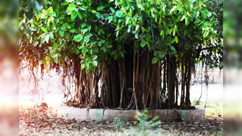 Know The Religious Importance Of Peepal Tree Worshiping It One Gets