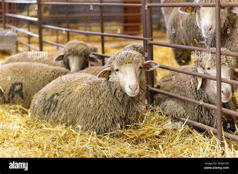 A Beautiful View Of Dolly Sheep Sitting In A Farm Stock Photo Alamy