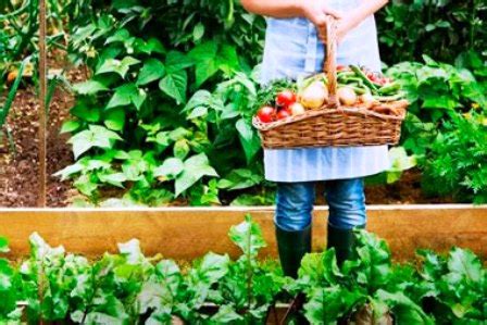 Otoño en la huerta qué prácticas pueden hacerse para potenciar la