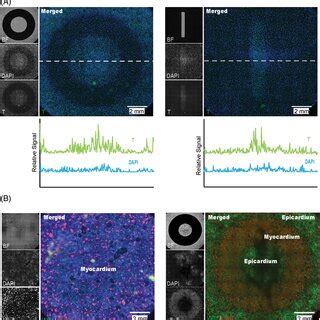 Optogenetic Directed Differentiation Of Human Pluripotent Stem Cells