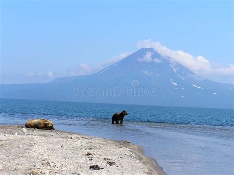 Brown Bears On The Russian Kamchatka Peninsula Stock Image Image Of