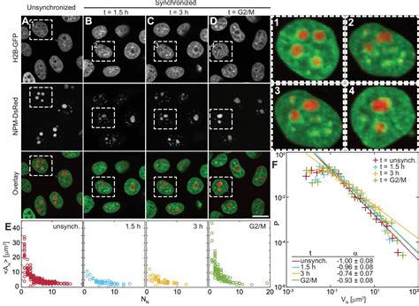 Nucleolar Dynamics And Interactions With Nucleoplasm In Living Cells