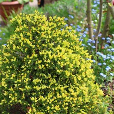 Picea Glauca Var Albertiana J W Daisy S White Alberta Spruce J W