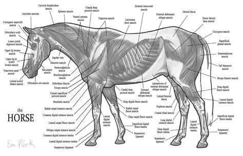 Hilary Clayton Biomechanical Interactions Amongst The Rider The Tack