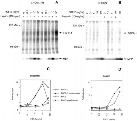 Effect Of Heparin On Fgf Induction Of Fgfr And Erk Kinase