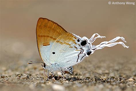 Butterflies Of Singapore Butterfly Of The Month December 2012