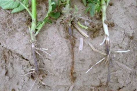 Blackleg disease reported in some Michigan potato fields - MSU Extension