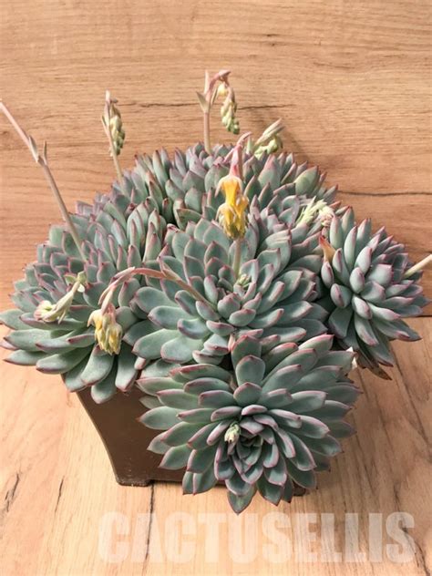 Shpr Echeveria Laui Hybrid